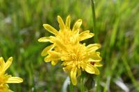 Scorzonera humilis