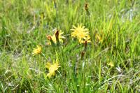 Scorzonera humilis