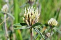 Trifolium ochroleucon