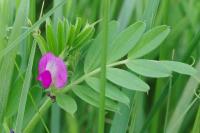 Vicia sativa