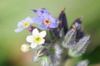 Myosotis discolor