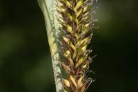Carex riparia