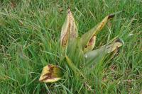 Himantoglossum hircinum