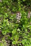 Orchis purpurea