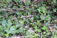 Neottia ovata