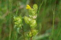 Rhinanthus minor