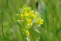 Rhinanthus minor