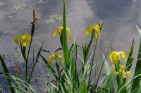 Iris pseudacorus