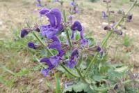 Salvia pratensis