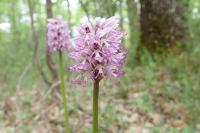 Orchis simia