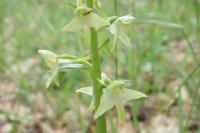 Platanthera chlorantha