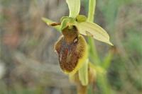Ophrys aranifera subsp. aranifera