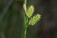 Carex pallescens