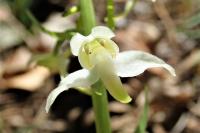 Platanthera chlorantha