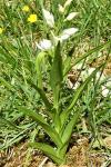 Cephalanthera longifolia