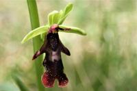 Ophrys insectifera