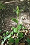 Cephalanthera damasonium