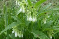 Symphytum officinale