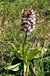 Orchis purpurea