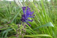 Muscari comosum