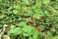 Neottia ovata