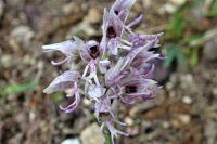 Orchis simia
