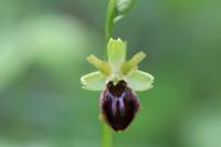 Ophrys aranifera