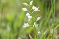Cephalanthera longifolia