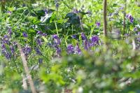 Hyacinthoides non-scripta