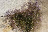 Cymbalaria muralis