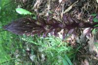 Orobanche hederae