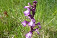 Anacamptis morio