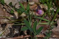 Lathyrus linifolius