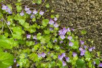 Cymbalaria muralis