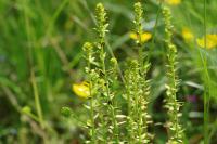 Euphorbia cyparissias