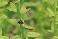 Euphorbia cyparissias