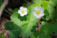 Fragaria vesca