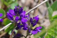 Polygala vulgaris