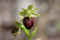 Ophrys aranifera