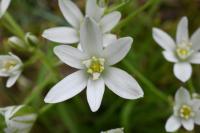 Ornithogalum umbellatum