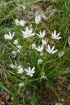 Ornithogalum umbellatum