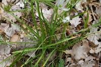 Ornithogalum umbellatum