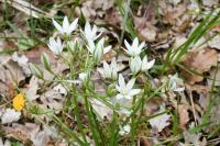 Ornithogalum umbellatum