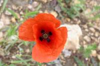 Papaver rhoeas