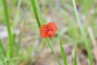 Lathyrus sphaericus