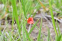 Lathyrus sphaericus
