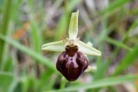 Ophrys aranifera