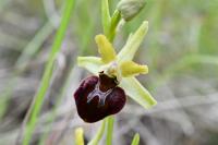 Ophrys aranifera