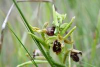 Ophrys aranifera