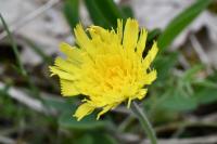 Pilosella officinarum
